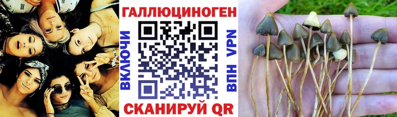 купить наркотики сайты Норильск Псилоцибиновые грибы Psilocybe
